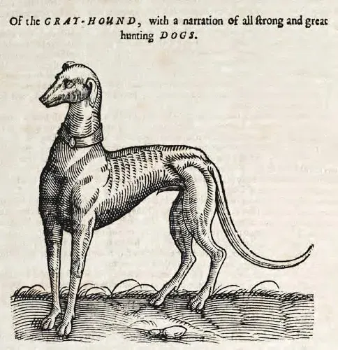 Gray Hound in a 1658 English woodcut