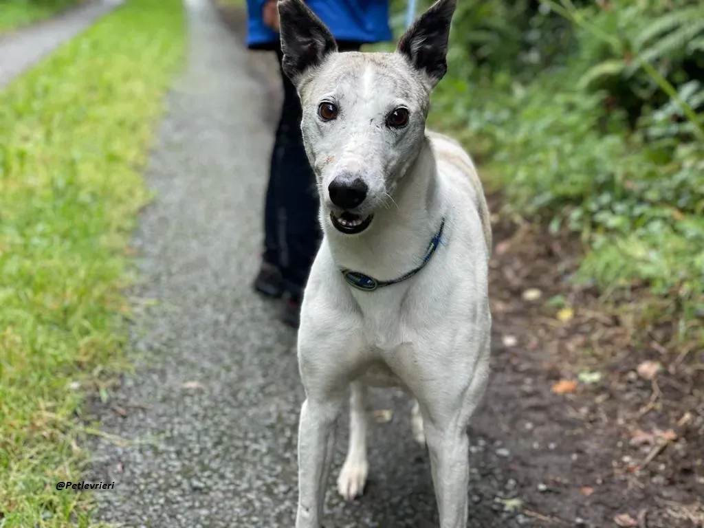 Grayson lurcher adozione levrieri 1