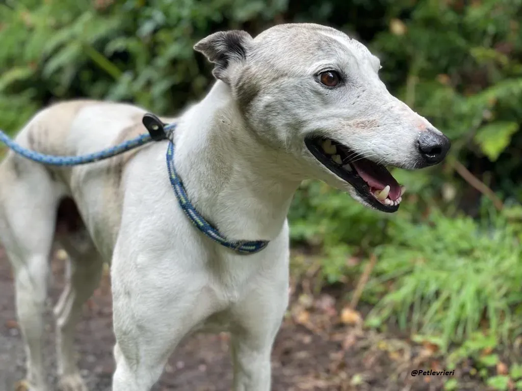 Grayson lurcher adozione levrieri 10