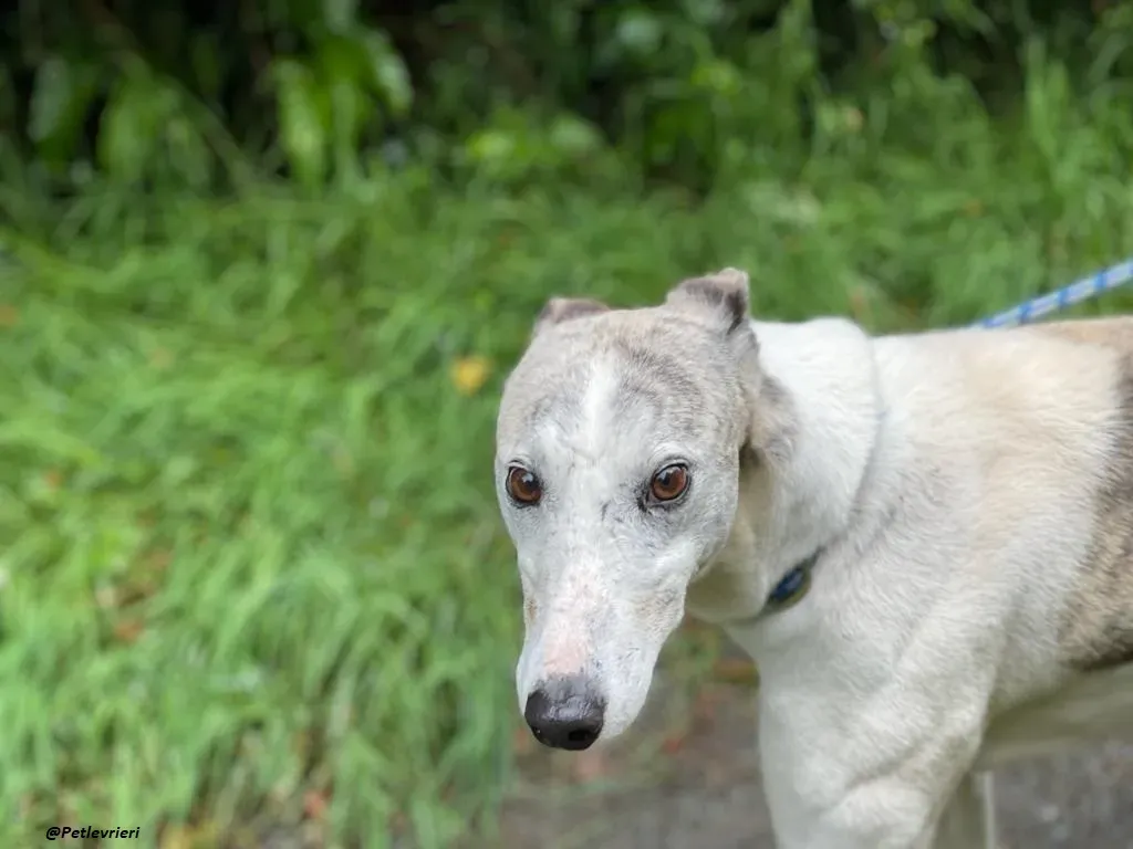Grayson lurcher adozione levrieri 11