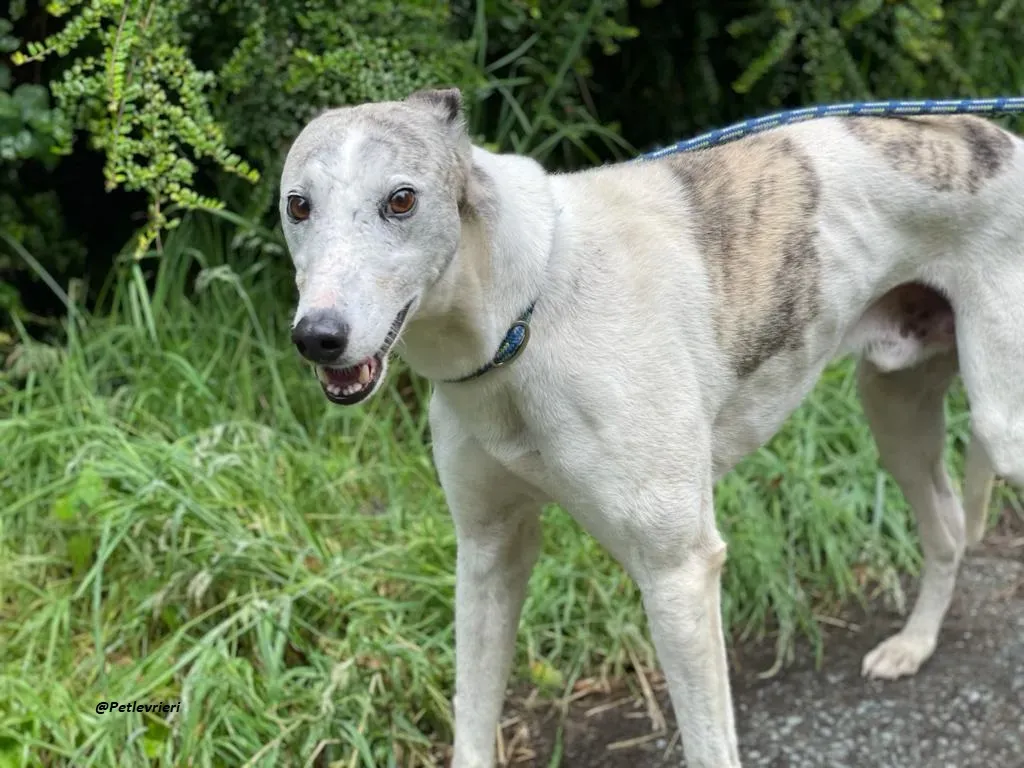 Grayson lurcher adozione levrieri 12