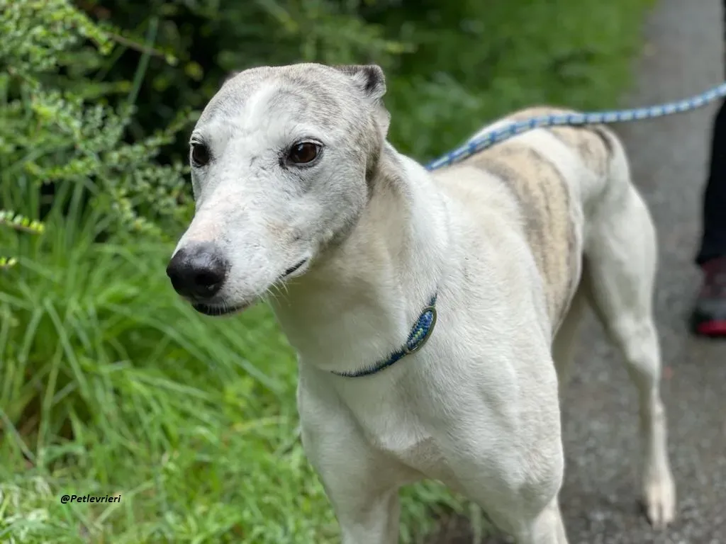 Grayson lurcher adozione levrieri 14