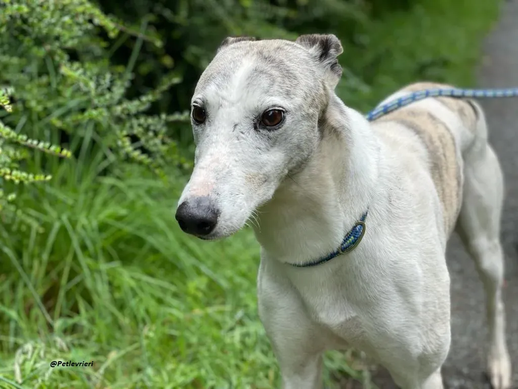 Grayson lurcher adozione levrieri 15