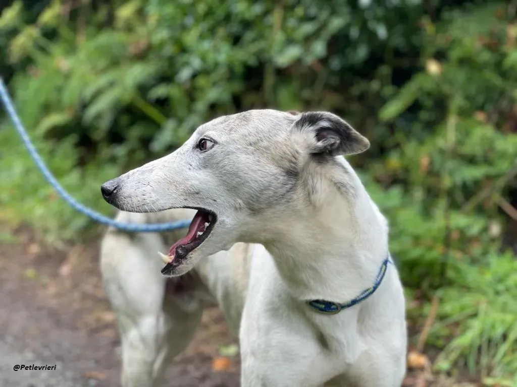 Grayson lurcher adozione levrieri 16