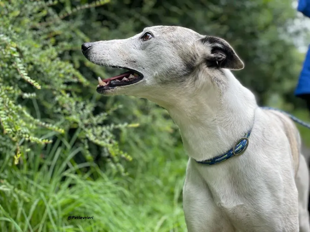 Grayson lurcher adozione levrieri 17