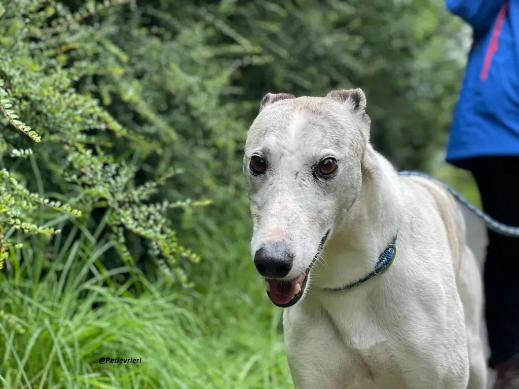 Grayson lurcher adozione levrieri 18