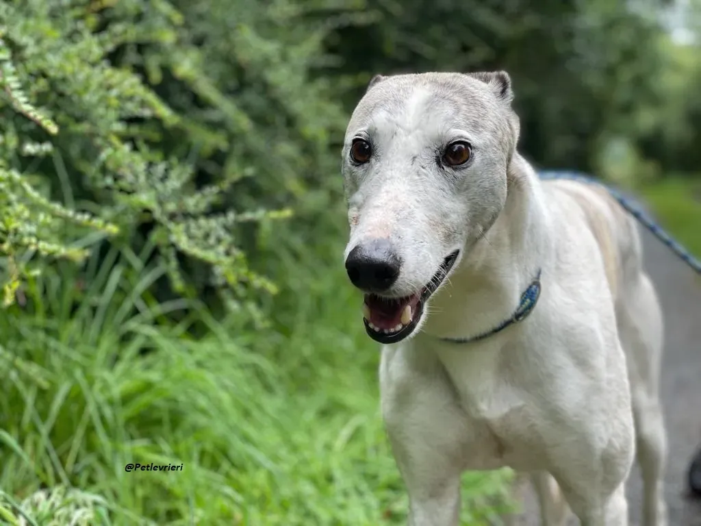 Grayson lurcher adozione levrieri 19