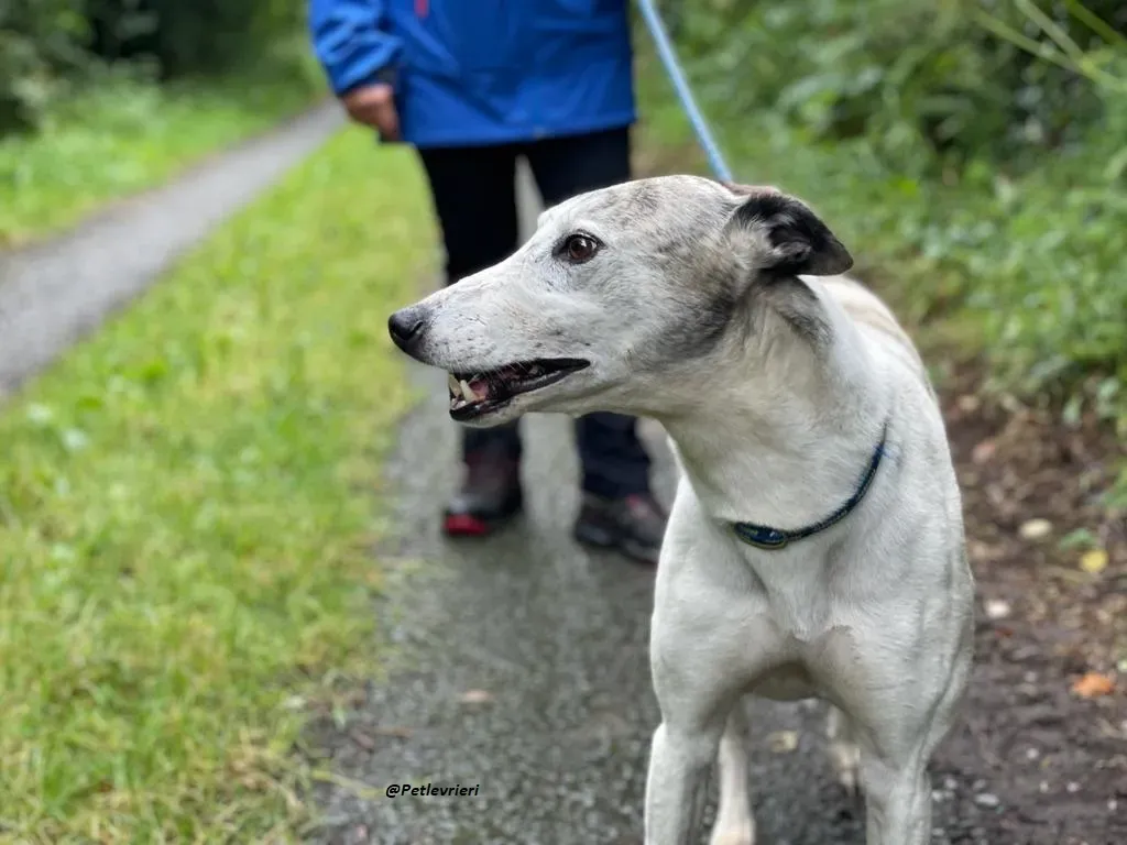 Grayson lurcher adozione levrieri 2