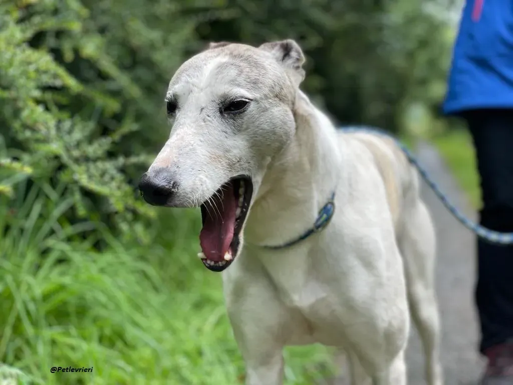Grayson lurcher adozione levrieri 20