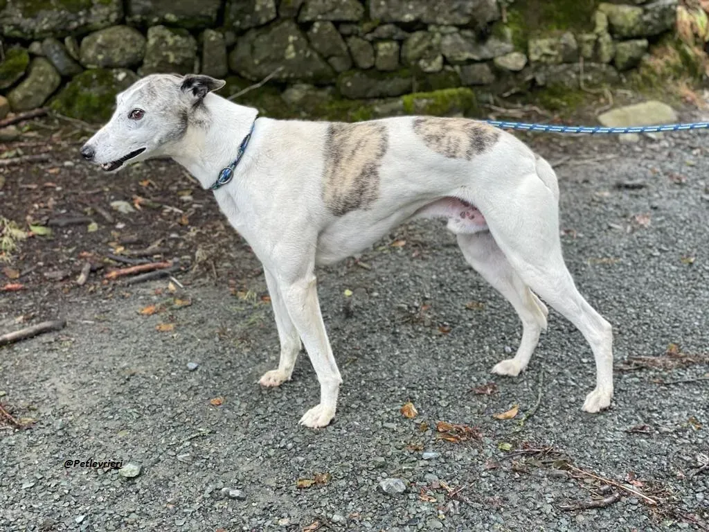 Grayson lurcher adozione levrieri 21