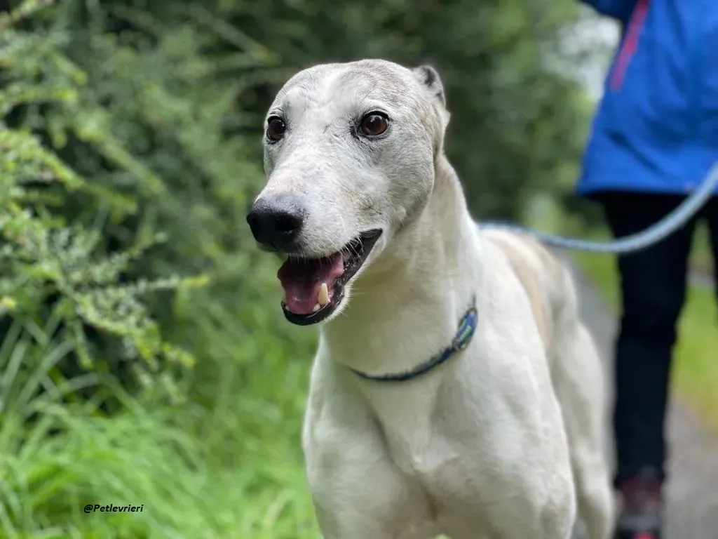 Grayson lurcher adozione levrieri 22