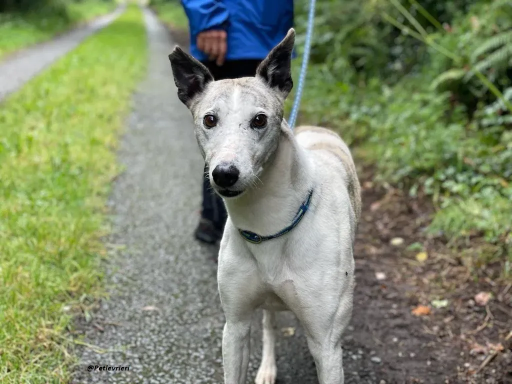 Grayson lurcher adozione levrieri 3