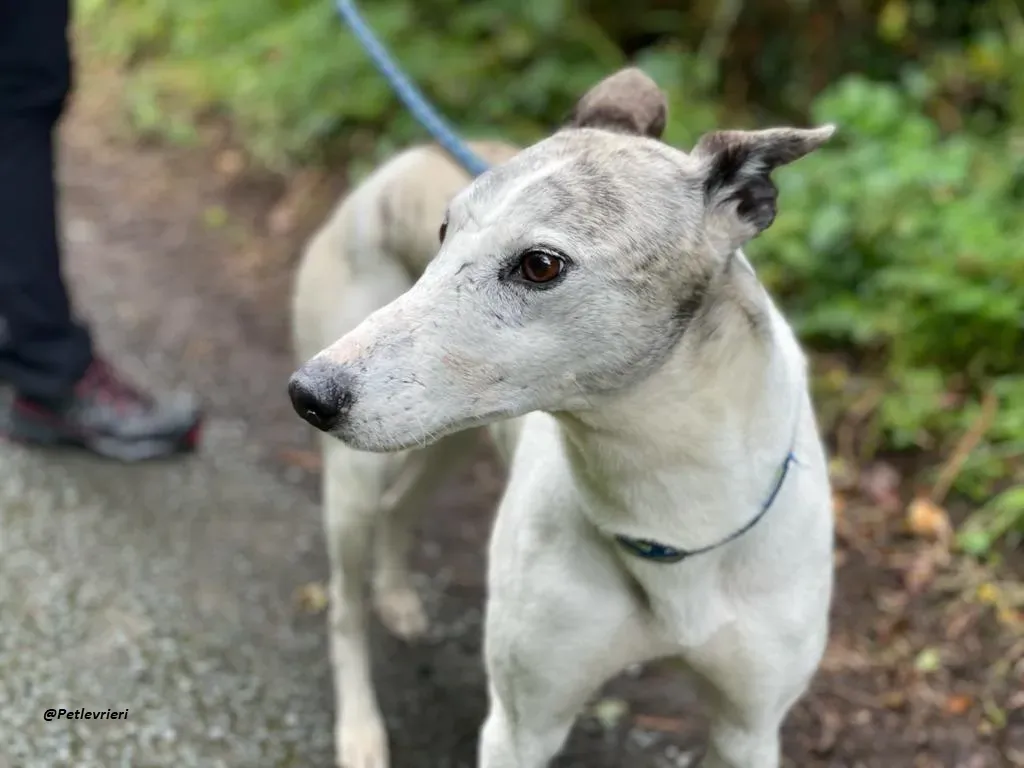 Grayson lurcher adozione levrieri 4