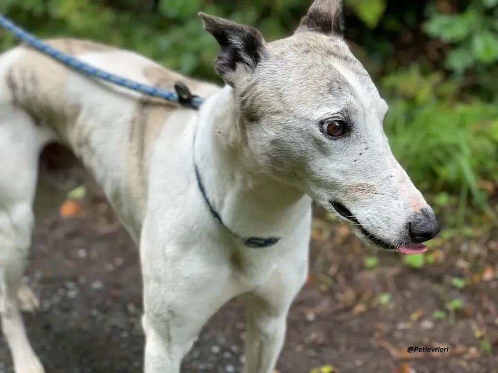 Grayson lurcher adozione levrieri 5