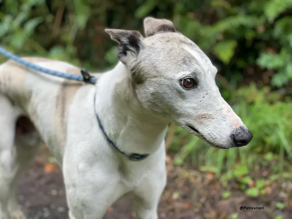 Grayson lurcher adozione levrieri 6
