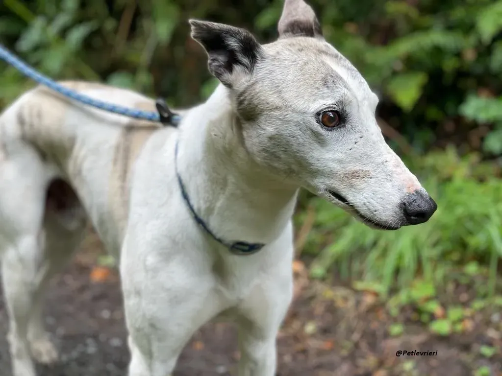 Grayson lurcher adozione levrieri 7