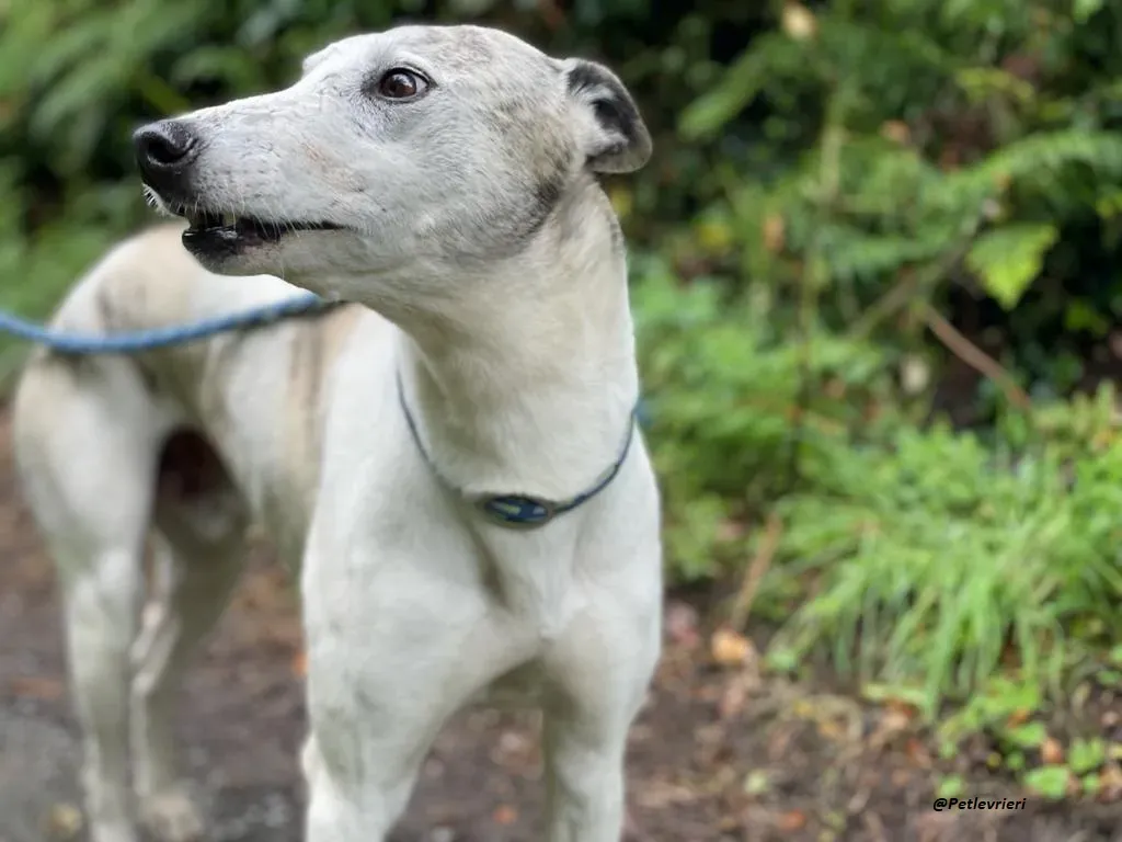Grayson lurcher adozione levrieri 8