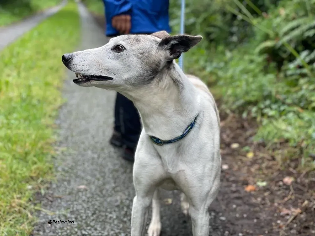 Grayson lurcher adozione levrieri 9