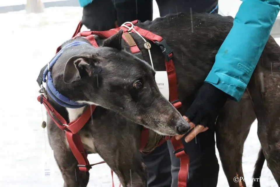 Greatidol adozione greyhound macao 1