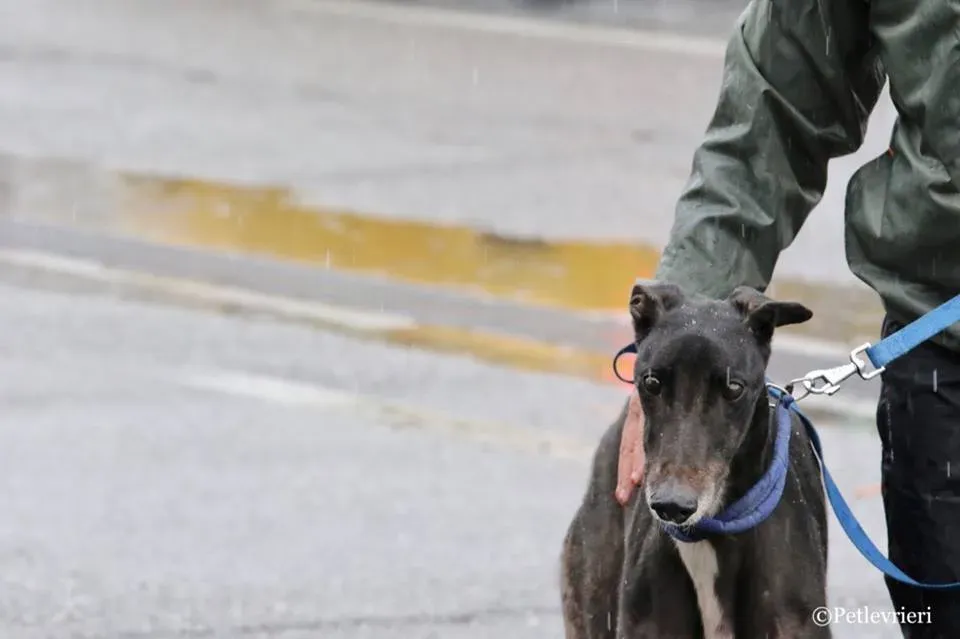 Greatidol adozione greyhound macao 10