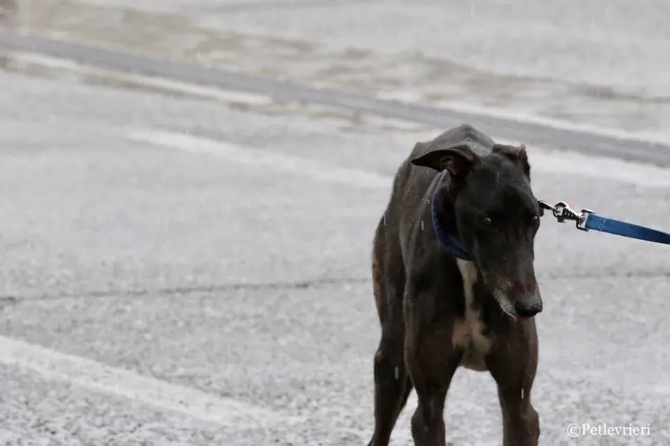 Greatidol adozione greyhound macao 11