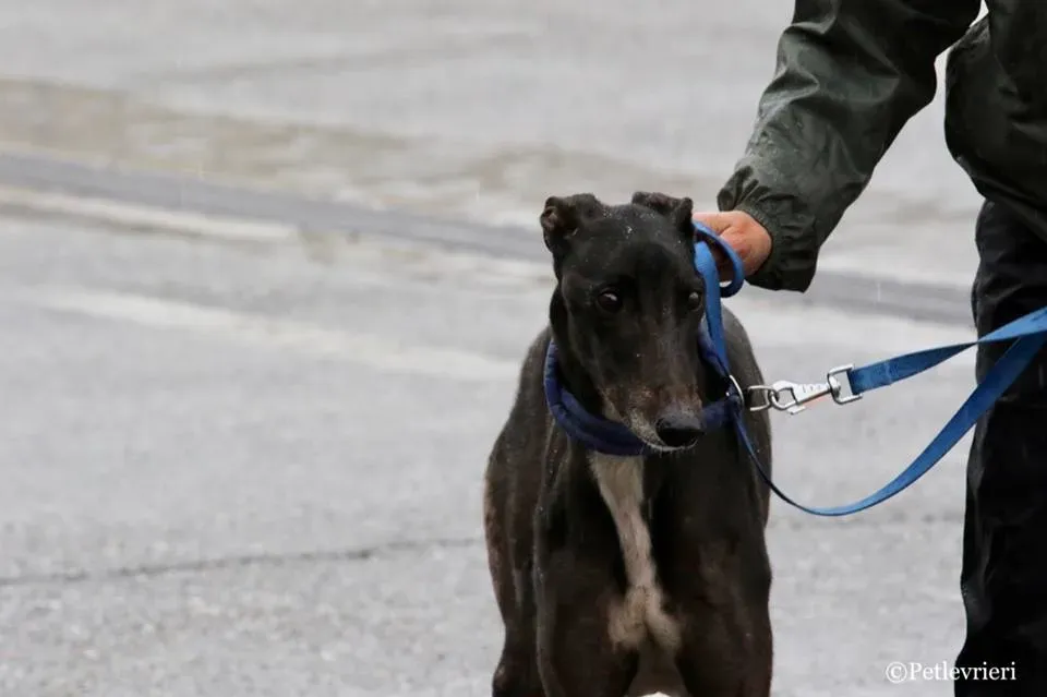 Greatidol adozione greyhound macao 12