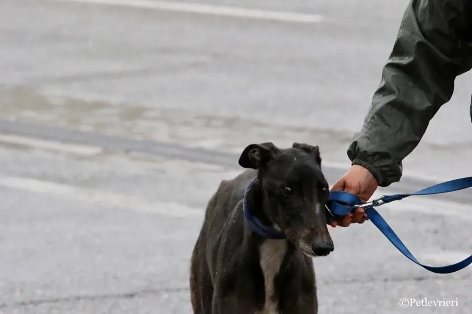 Greatidol adozione greyhound macao 13