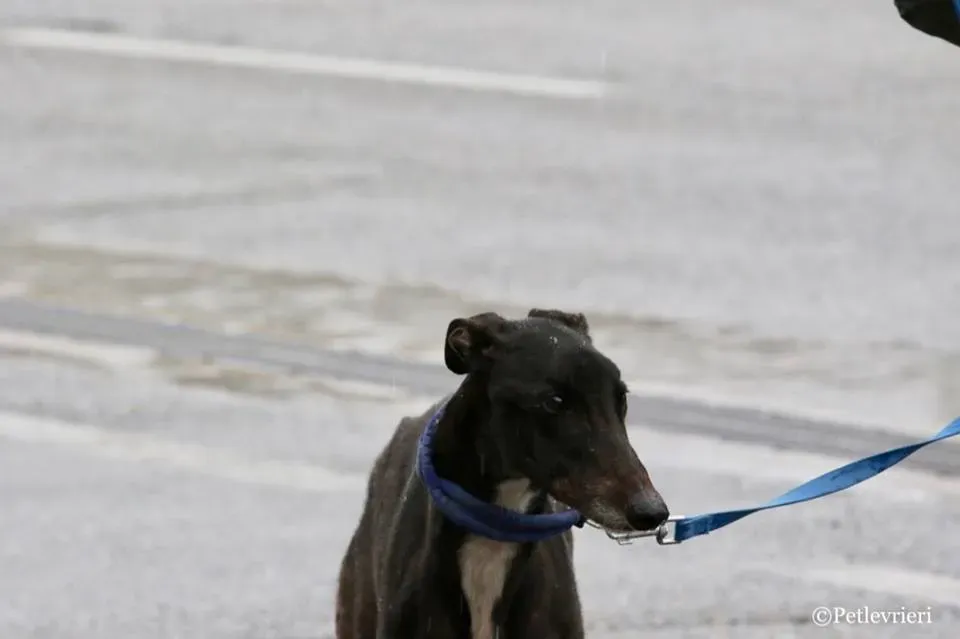 Greatidol adozione greyhound macao 14