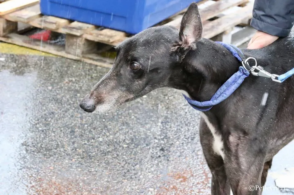 Greatidol adozione greyhound macao 15