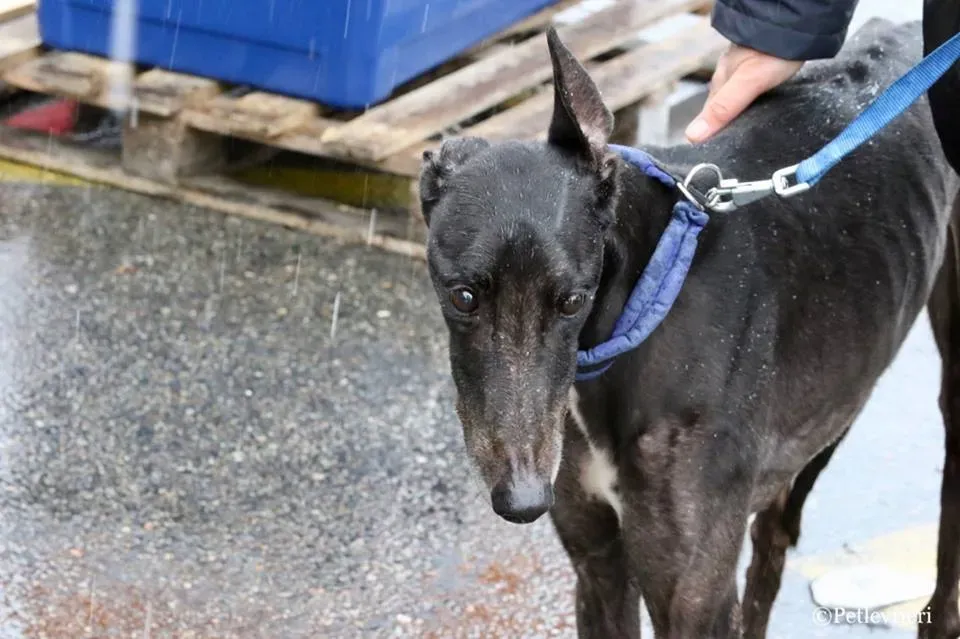 Greatidol adozione greyhound macao 16