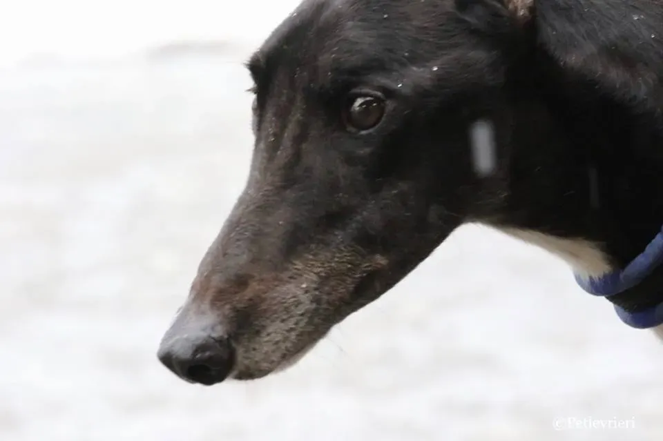 Greatidol adozione greyhound macao 17