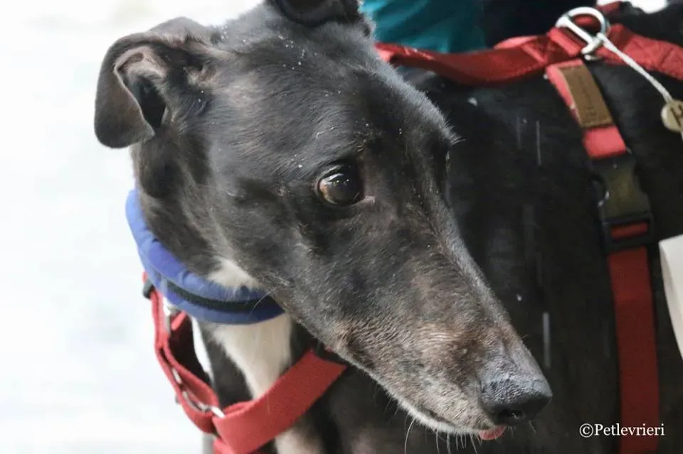 Greatidol adozione greyhound macao 18
