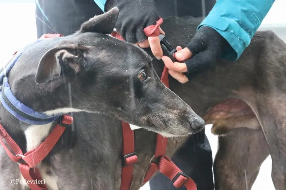 Greatidol adozione greyhound macao 19