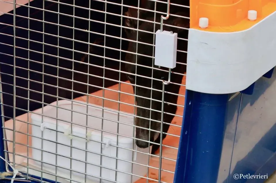 Greatidol adozione greyhound macao 2