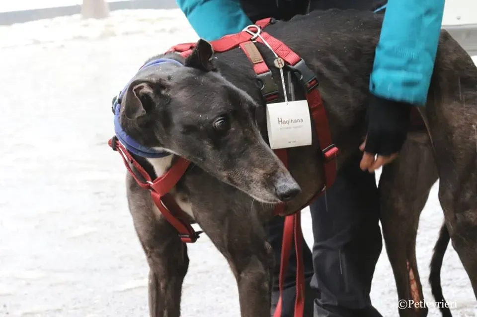 Greatidol adozione greyhound macao 20