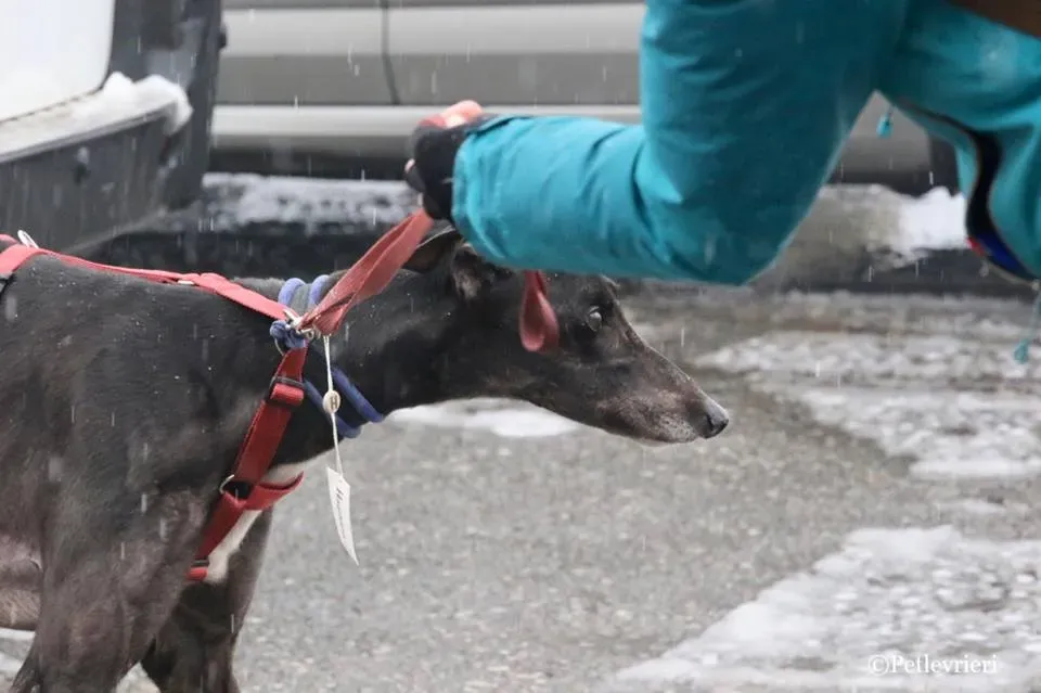 Greatidol adozione greyhound macao 21