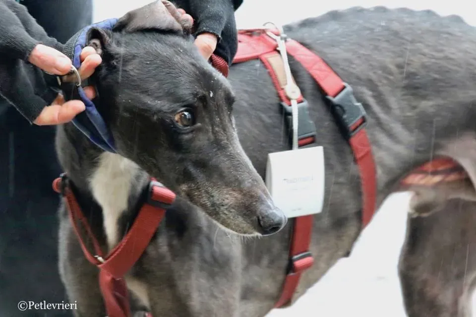 Greatidol adozione greyhound macao 22