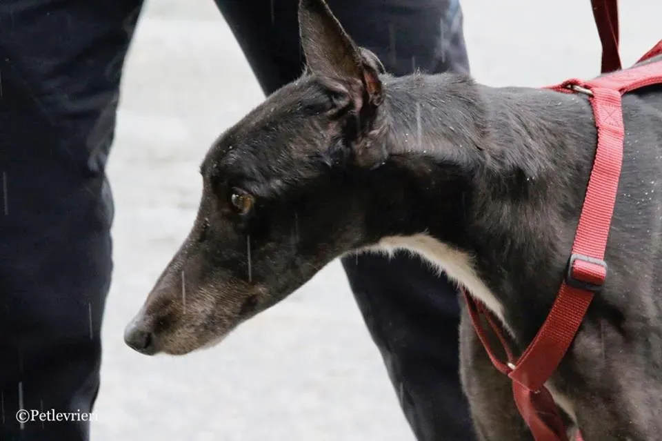 Greatidol adozione greyhound macao 23