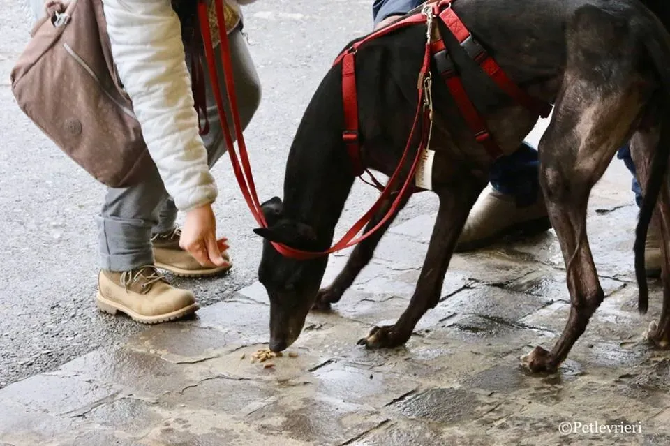 Greatidol adozione greyhound macao 24