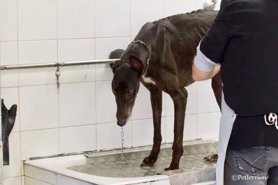 Greatidol adozione greyhound macao 25