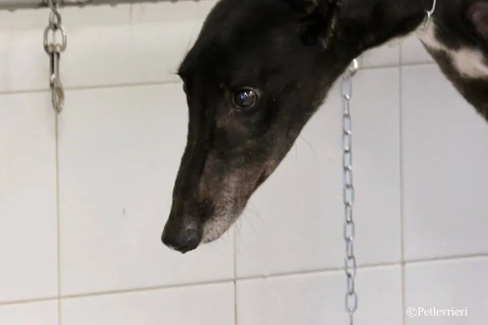 Greatidol adozione greyhound macao 26