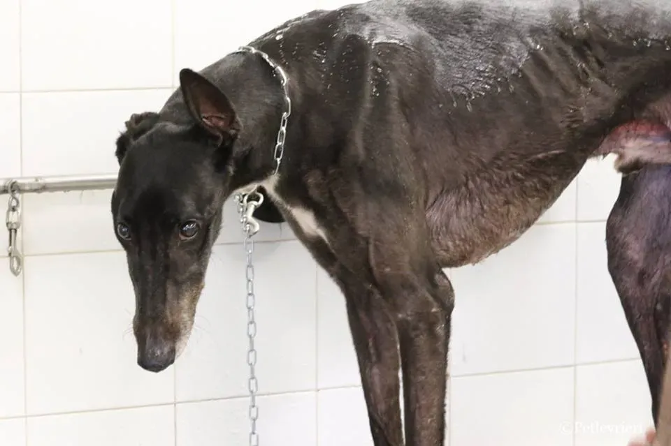 Greatidol adozione greyhound macao 27