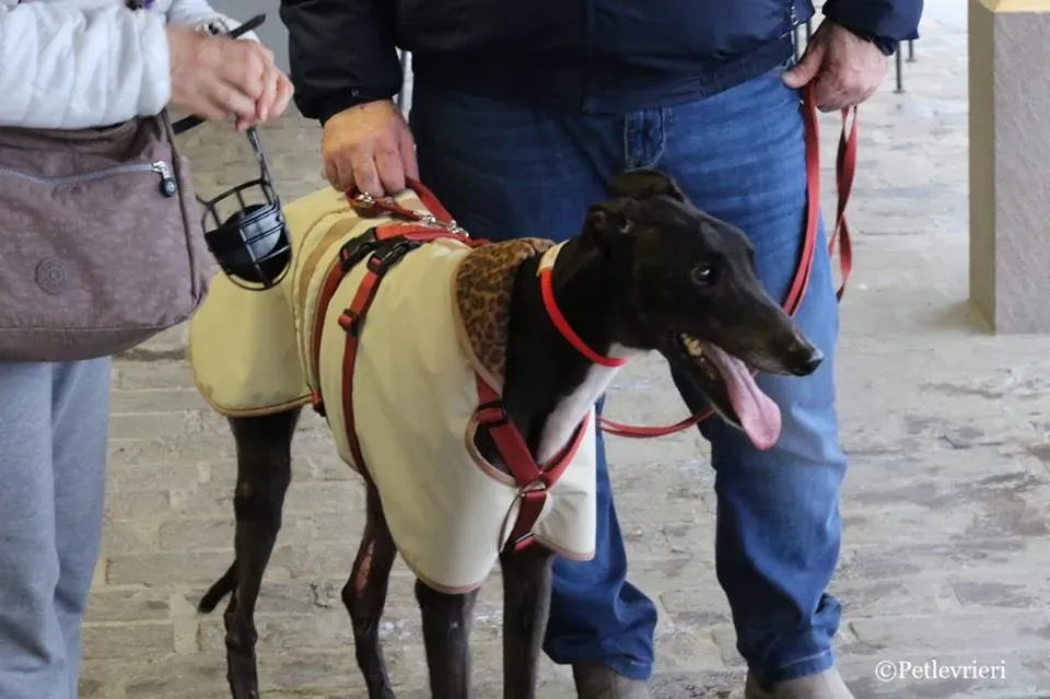 Greatidol adozione greyhound macao 29