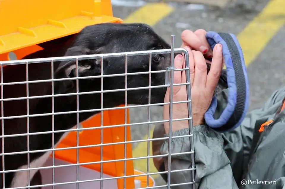 Greatidol adozione greyhound macao 4