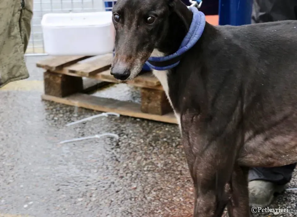Greatidol adozione greyhound macao 6
