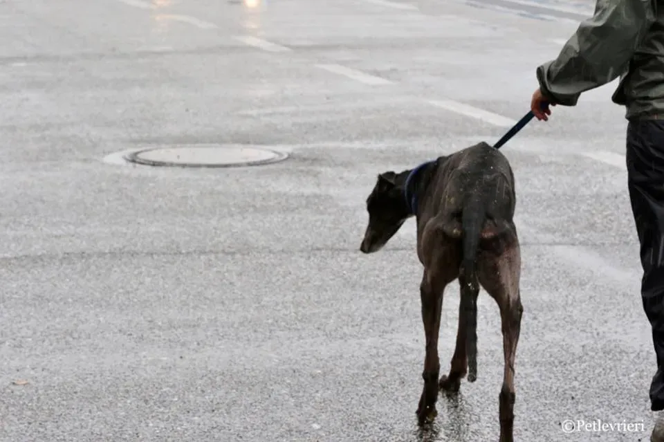 Greatidol adozione greyhound macao 7