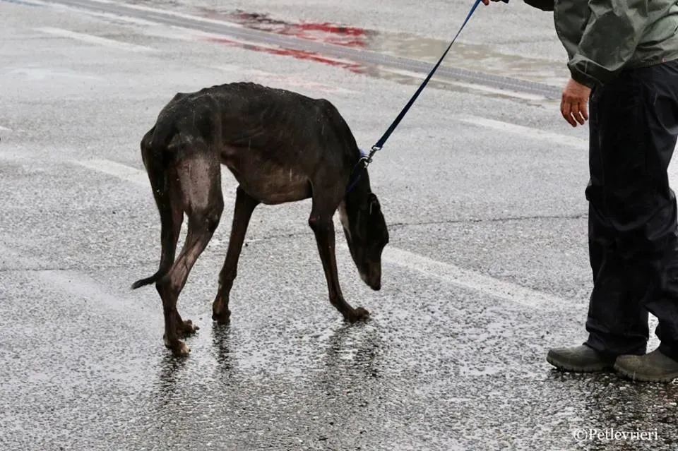 Greatidol adozione greyhound macao 8