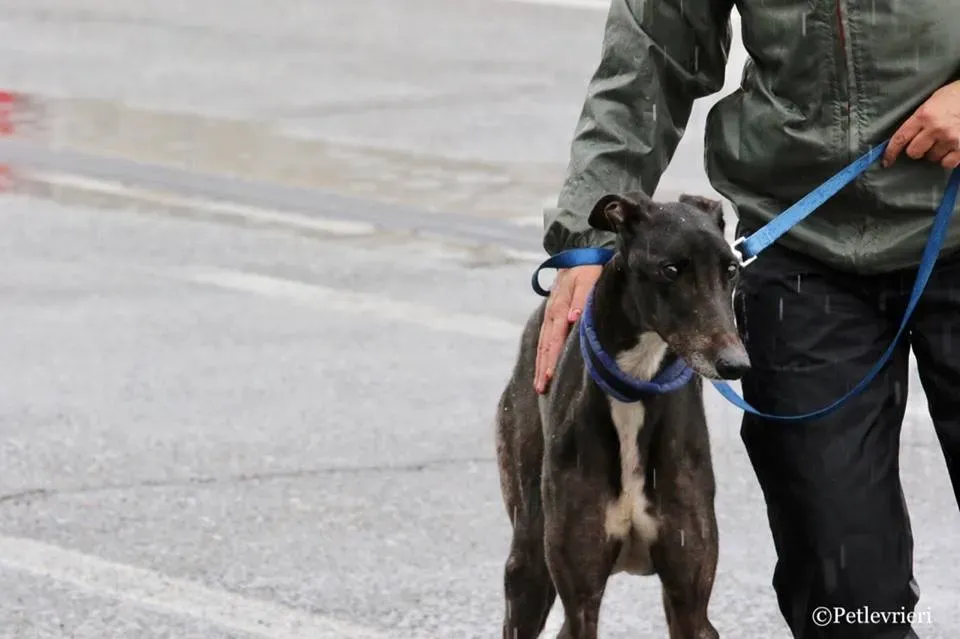 Greatidol adozione greyhound macao 9