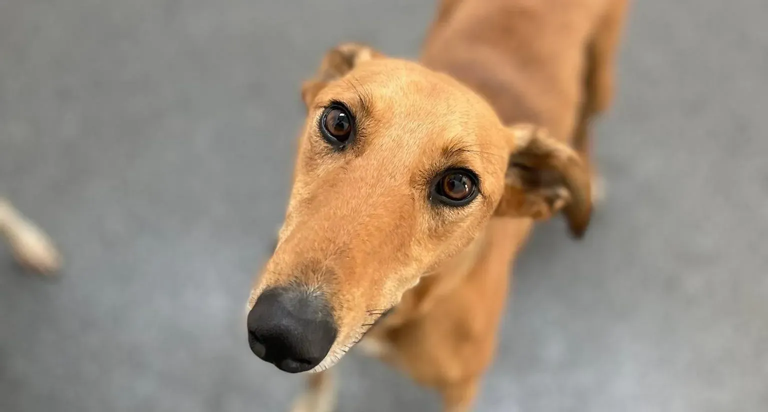 Greg adozione levrieri greyhound 1 e1666256196912