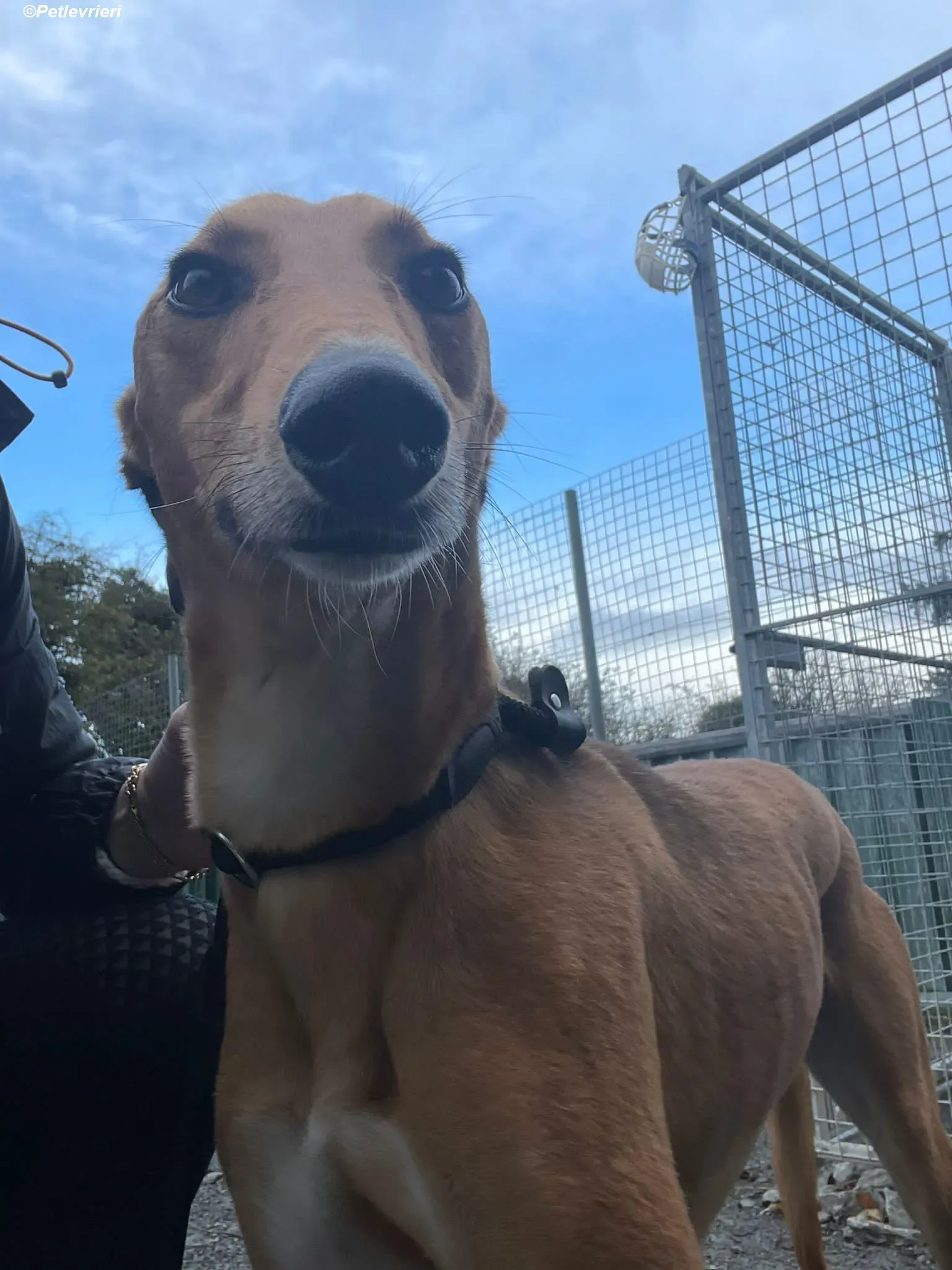 Greg adozione levrieri greyhound 10